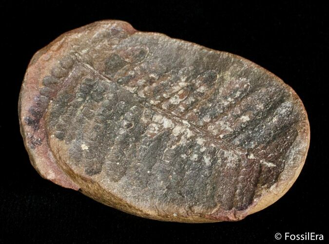 Fern Fossil From Mazon Creek - Million Years Old #2881